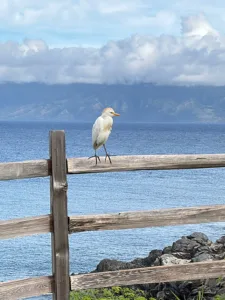 Photo of the Day: King of the Hill